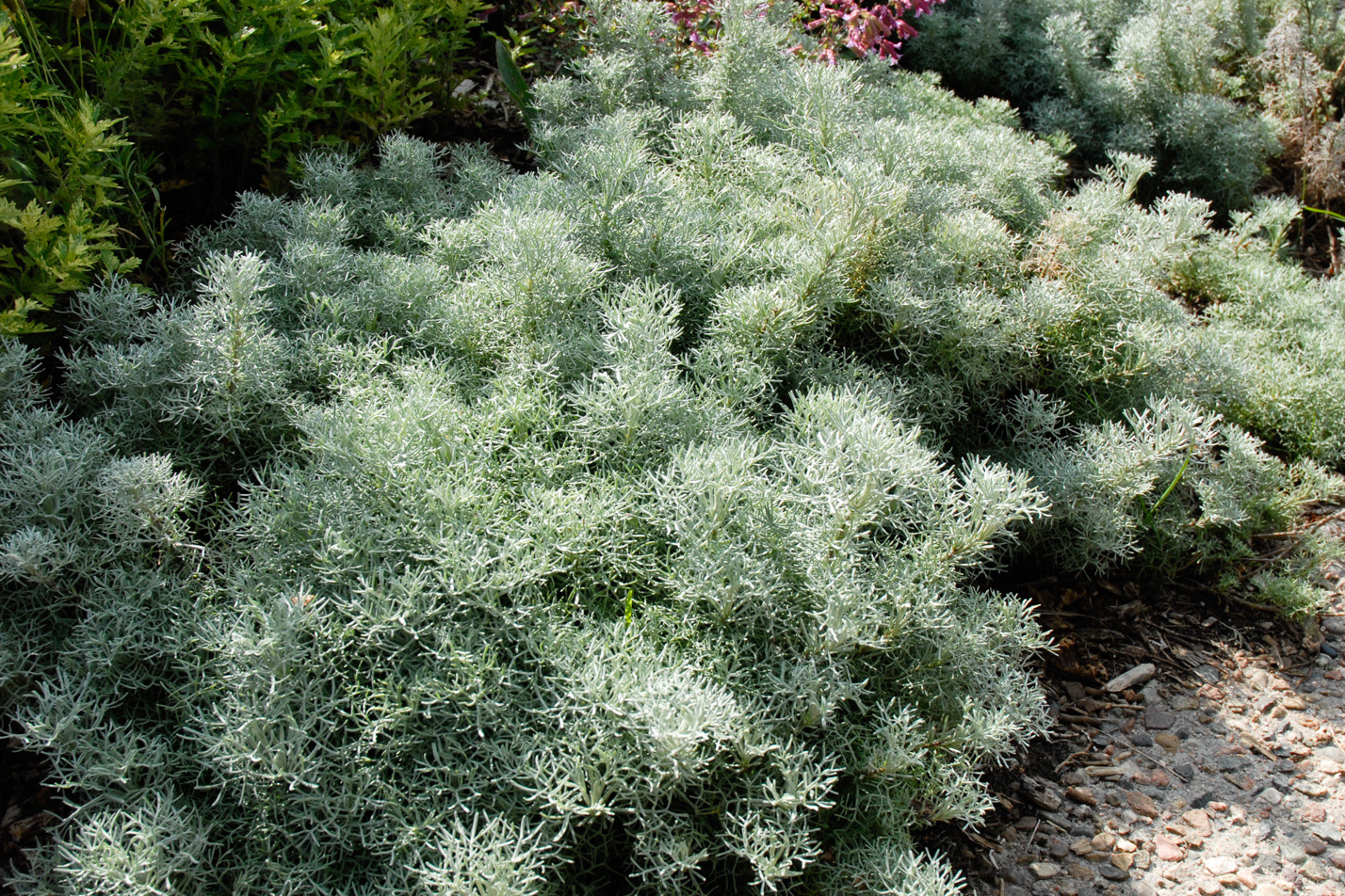 Sea Foam Sage