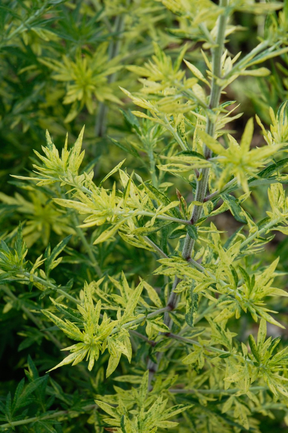 Oriental Limelight Sage