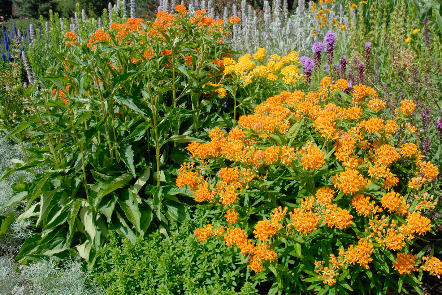 Butterfly Weed