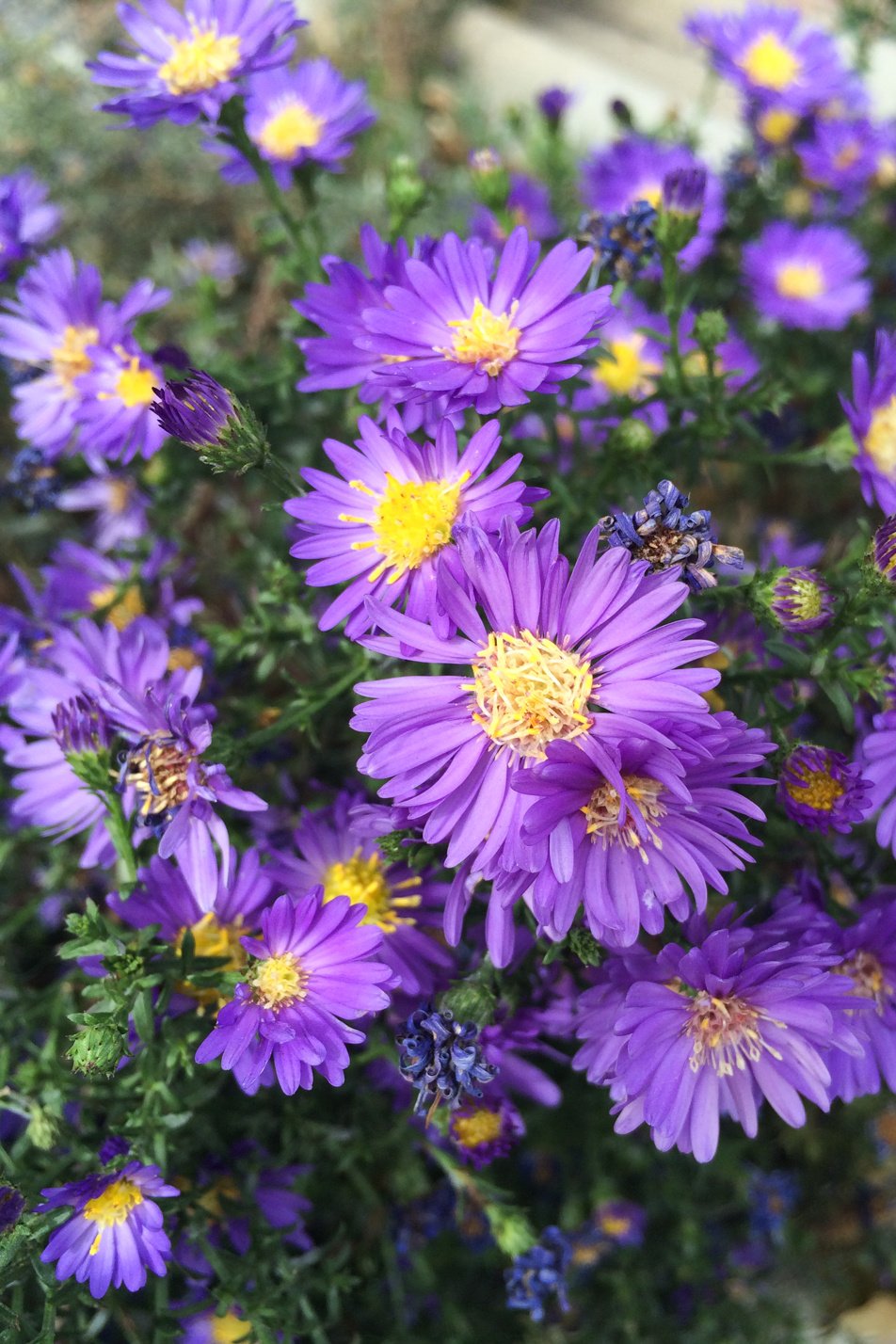 Wood's Blue Aster