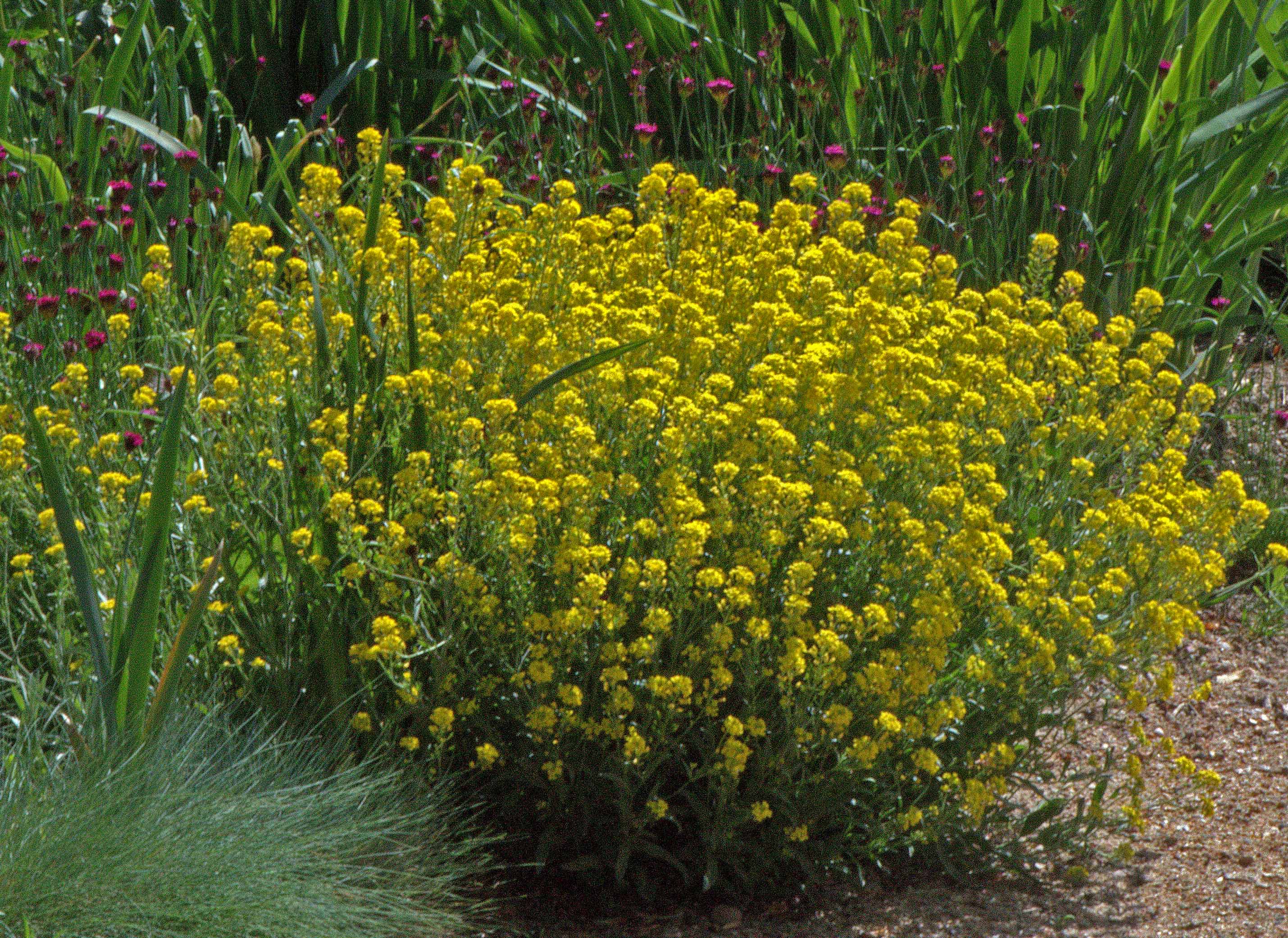 Basket-of-Gold