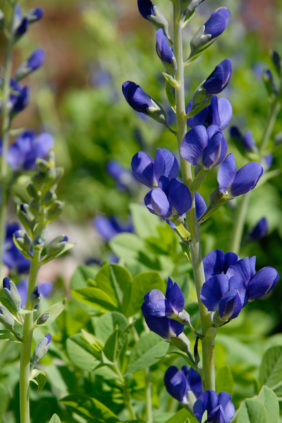 Blue Wild Indigo