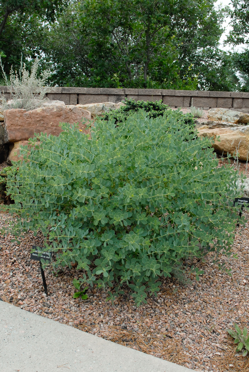 Dwarf Wild Blue Indigo