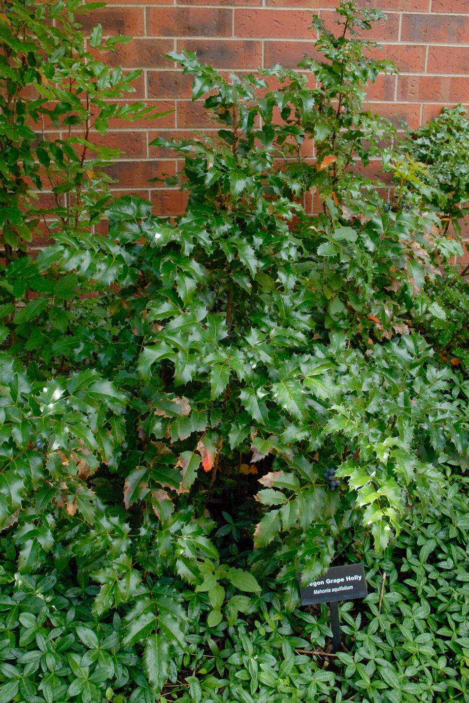 Oregon Grape