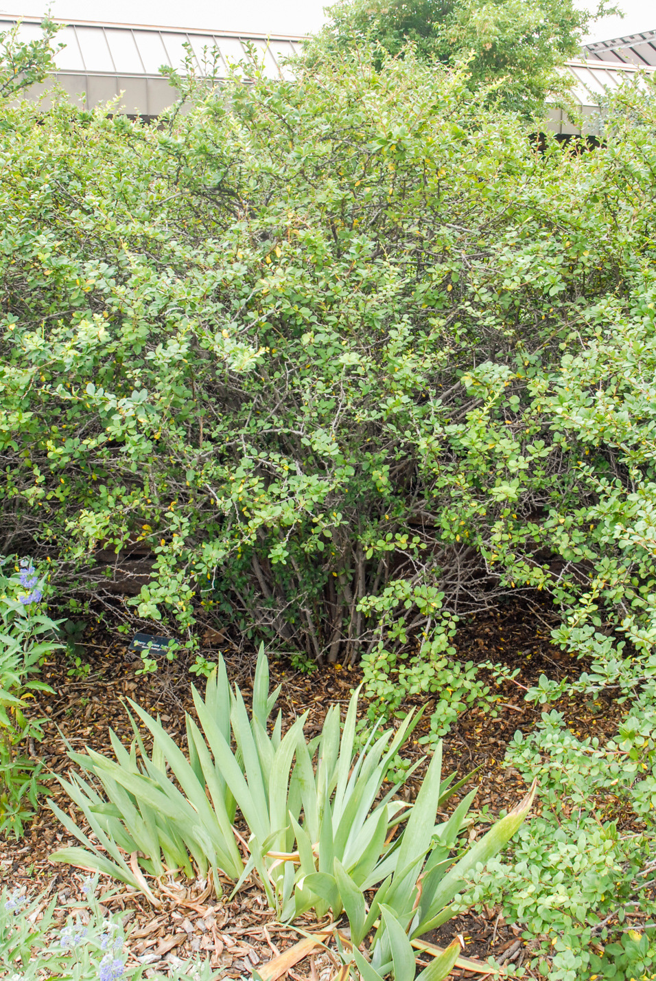 Japanese Barberry