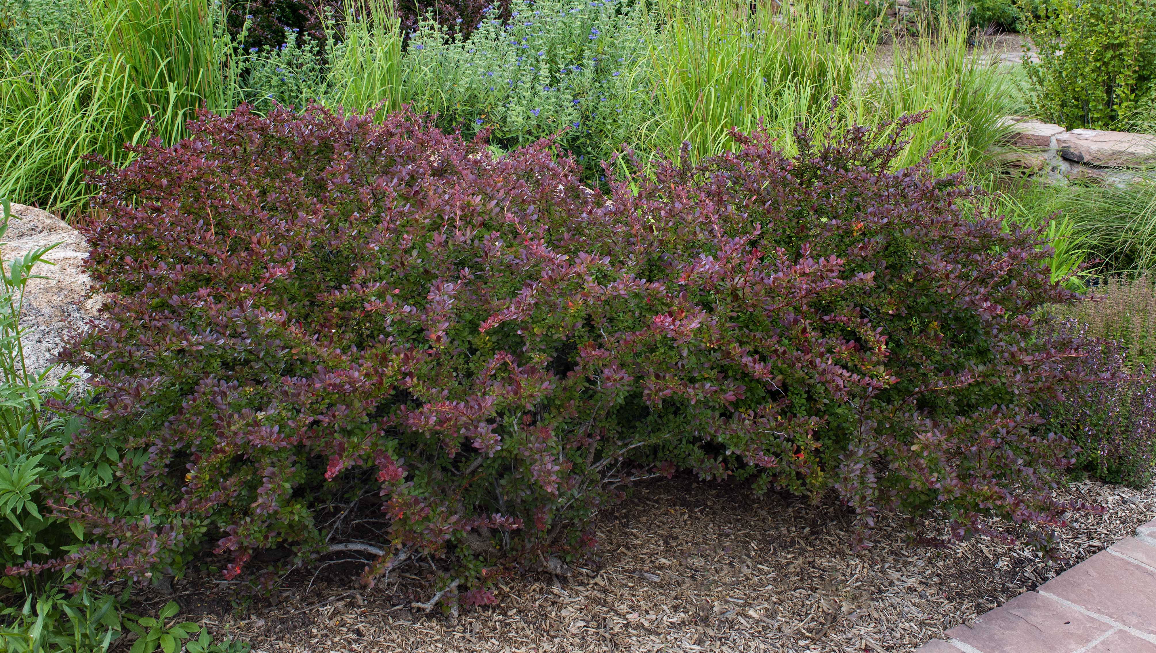 Crimson Pygmy Barberry