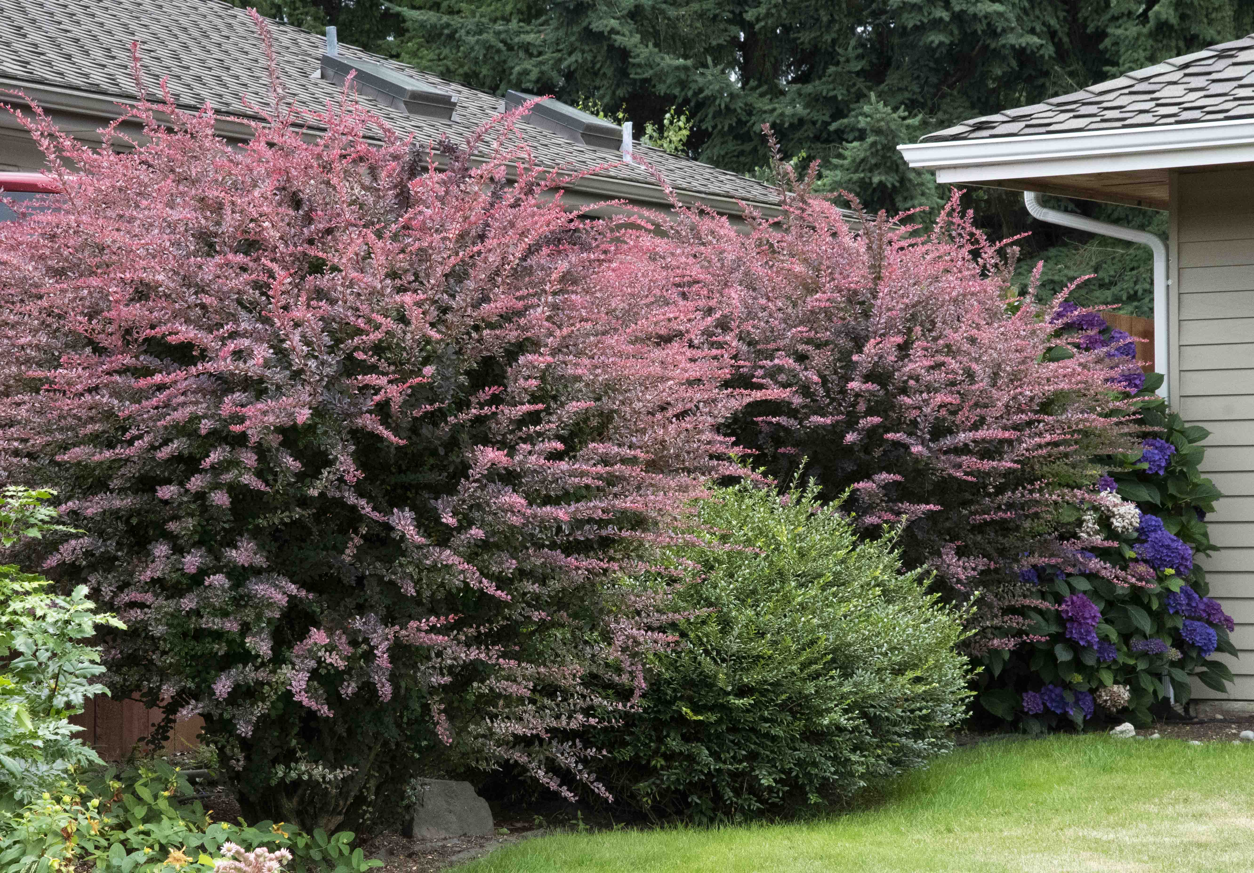 Rose Glow Japanese Barberry