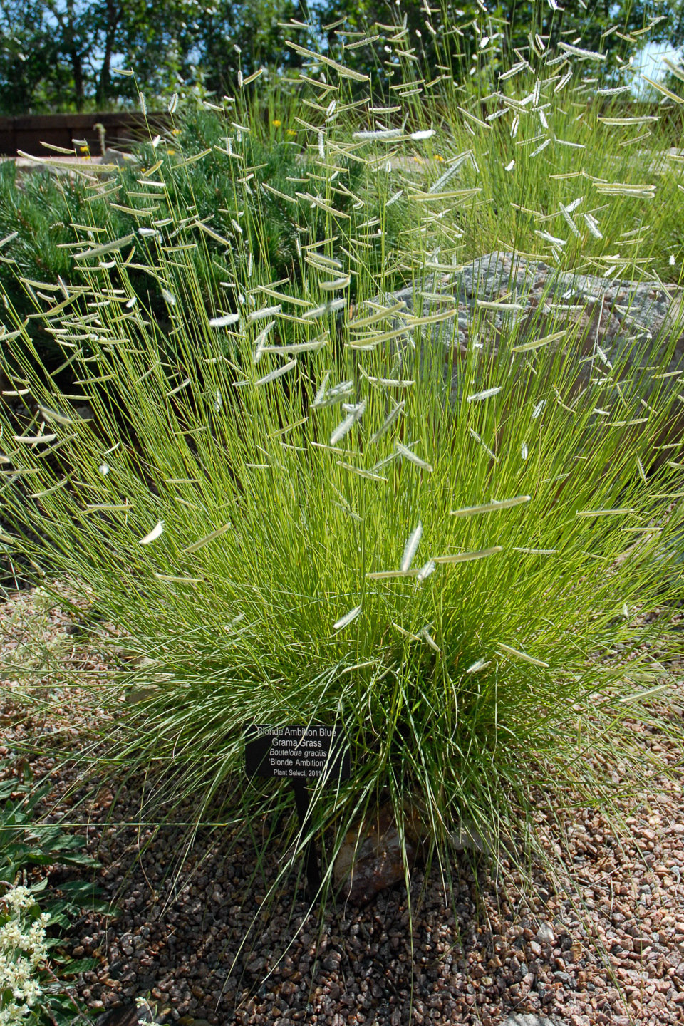 Blonde Ambition Blue Grama Grass