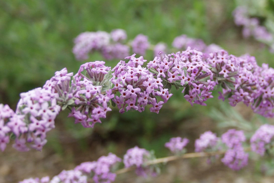 Silver Fountain Butterfly Bush