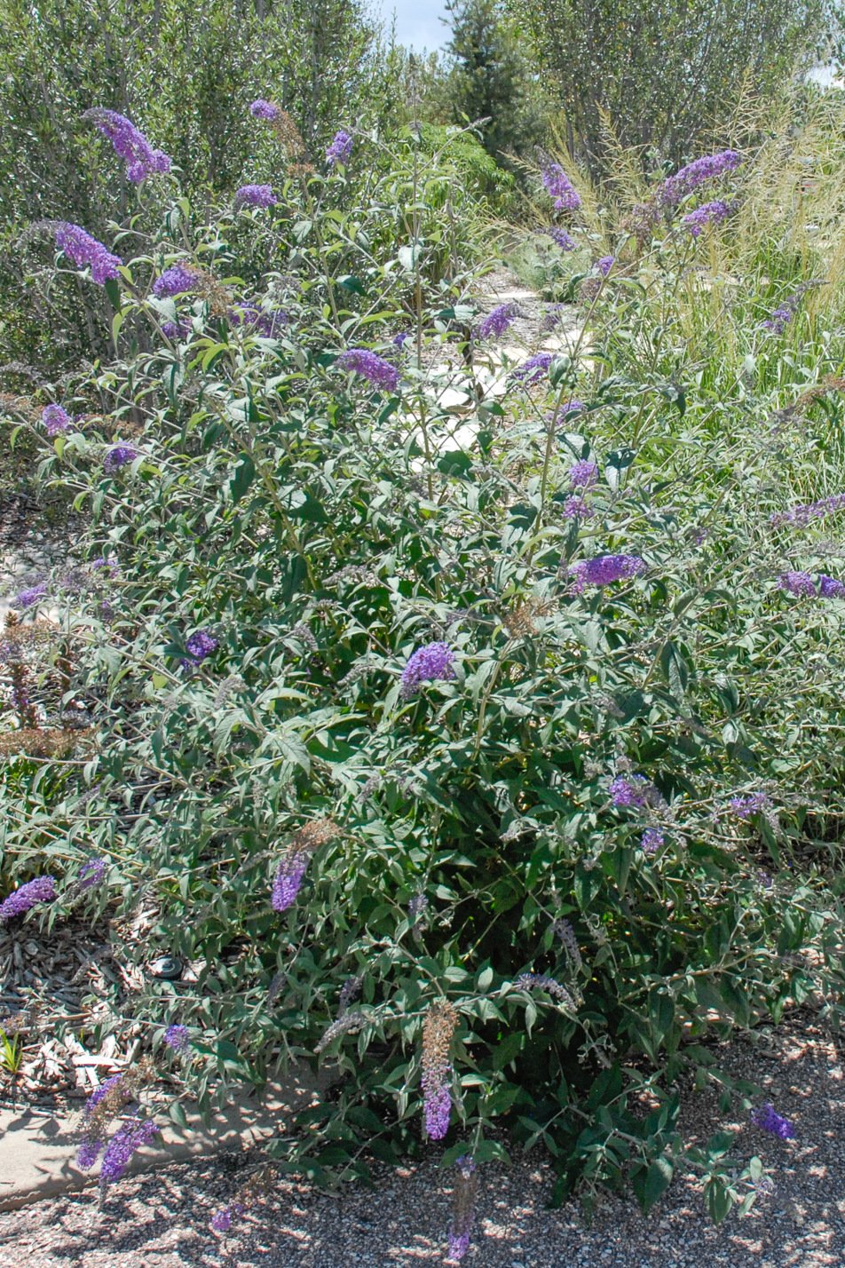 Butterfly Bush