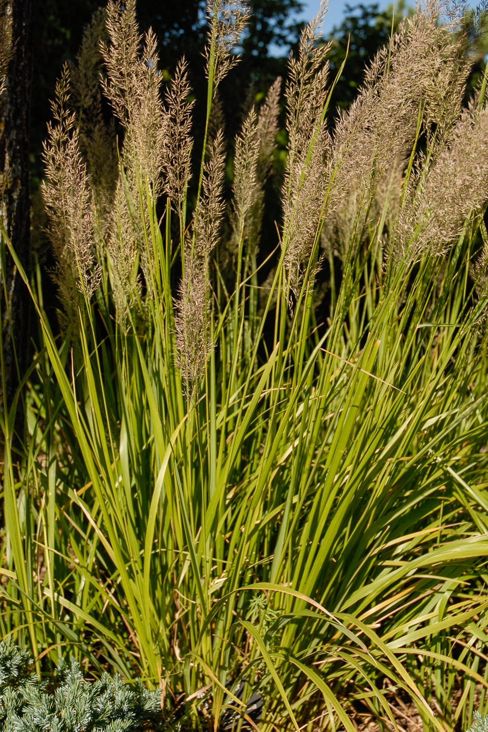 Korean Feather Reed Grass