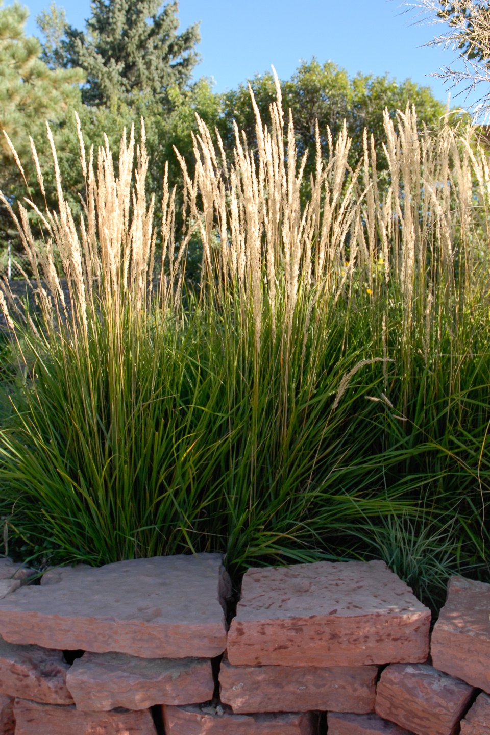 Feather Reed Grass