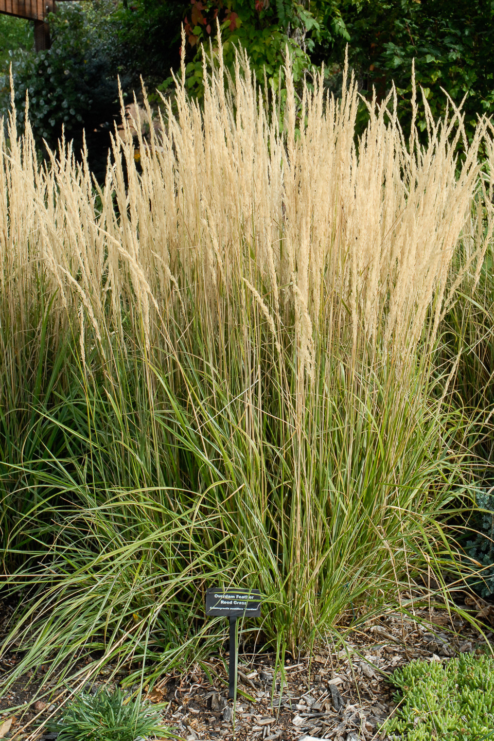 Overdam Feather Reed Grass