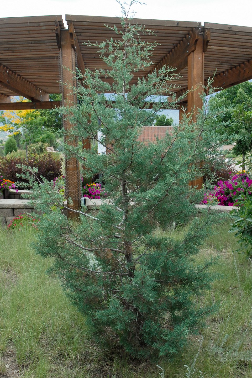 Arizona Cypress