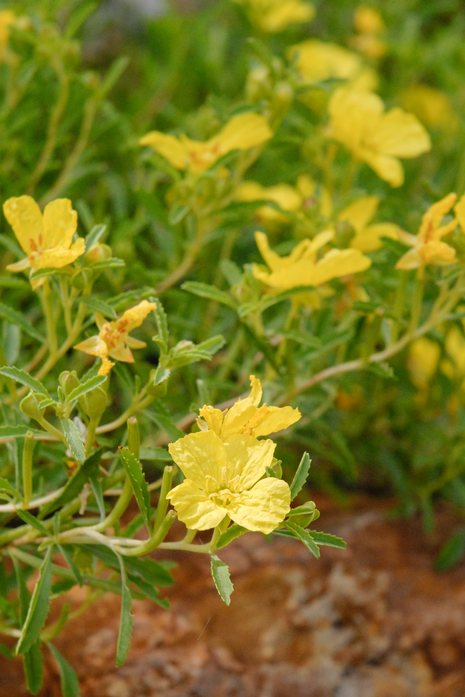 Prairie Lode Sundrops