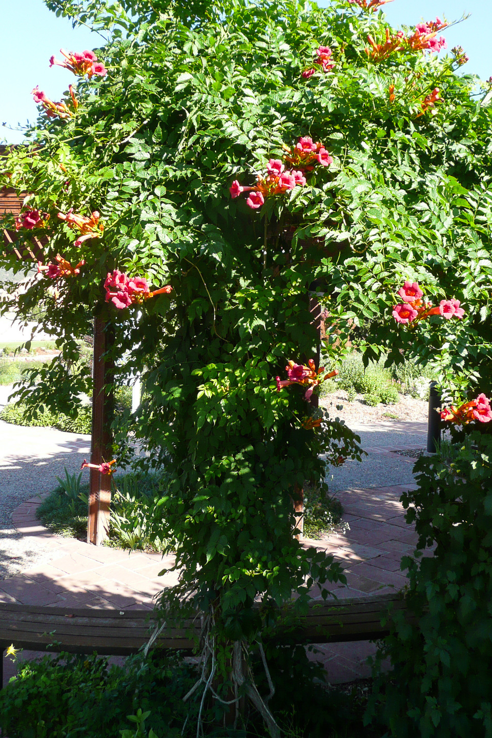 Trumpet Vine