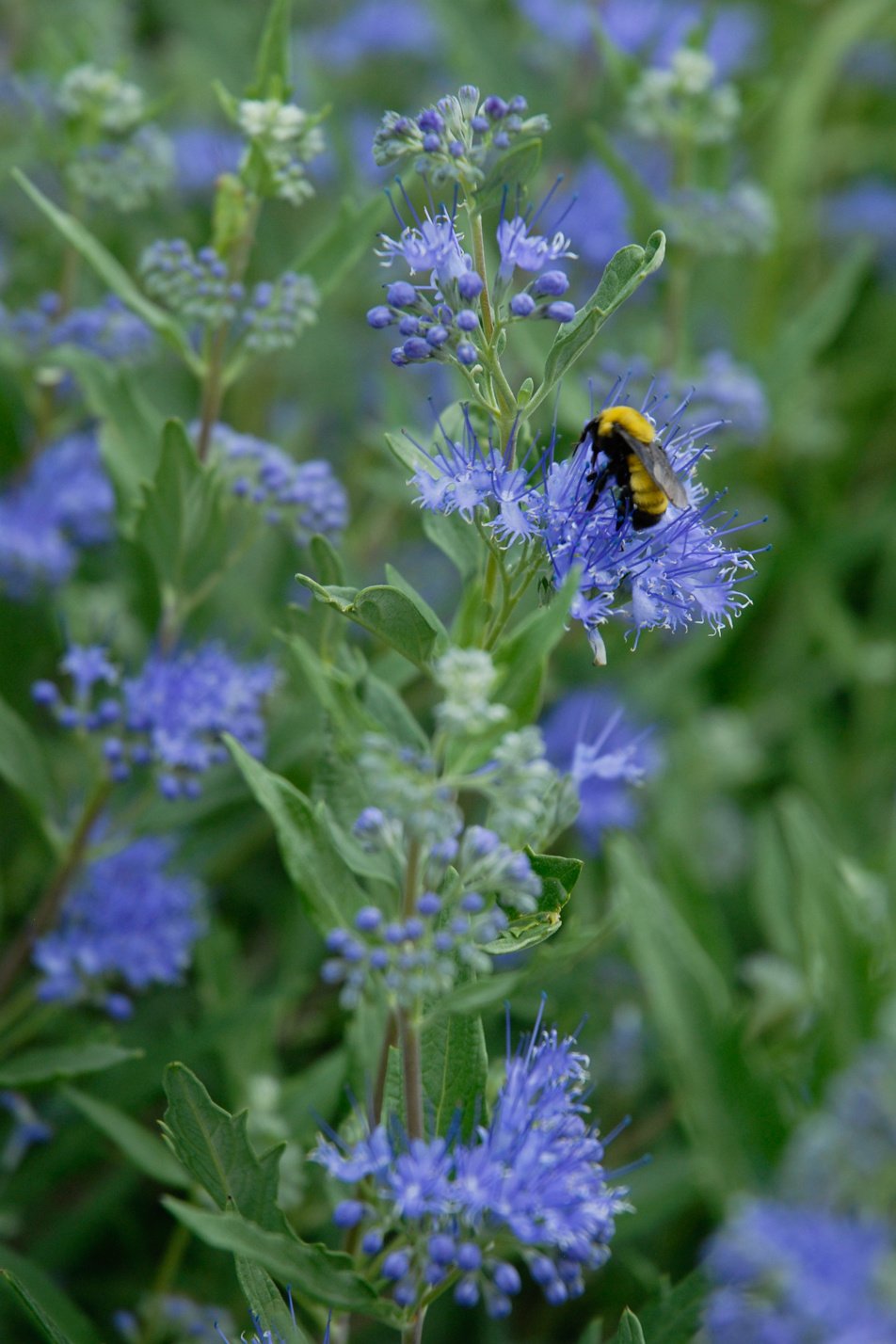 Bluebeard