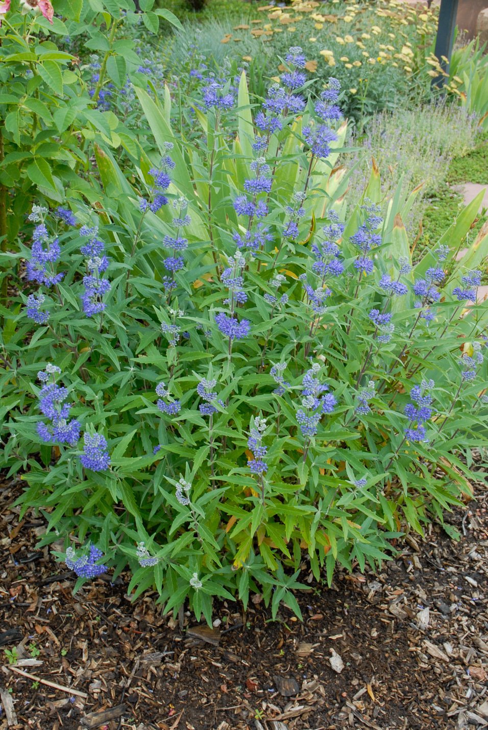 Dark Knight Spirea