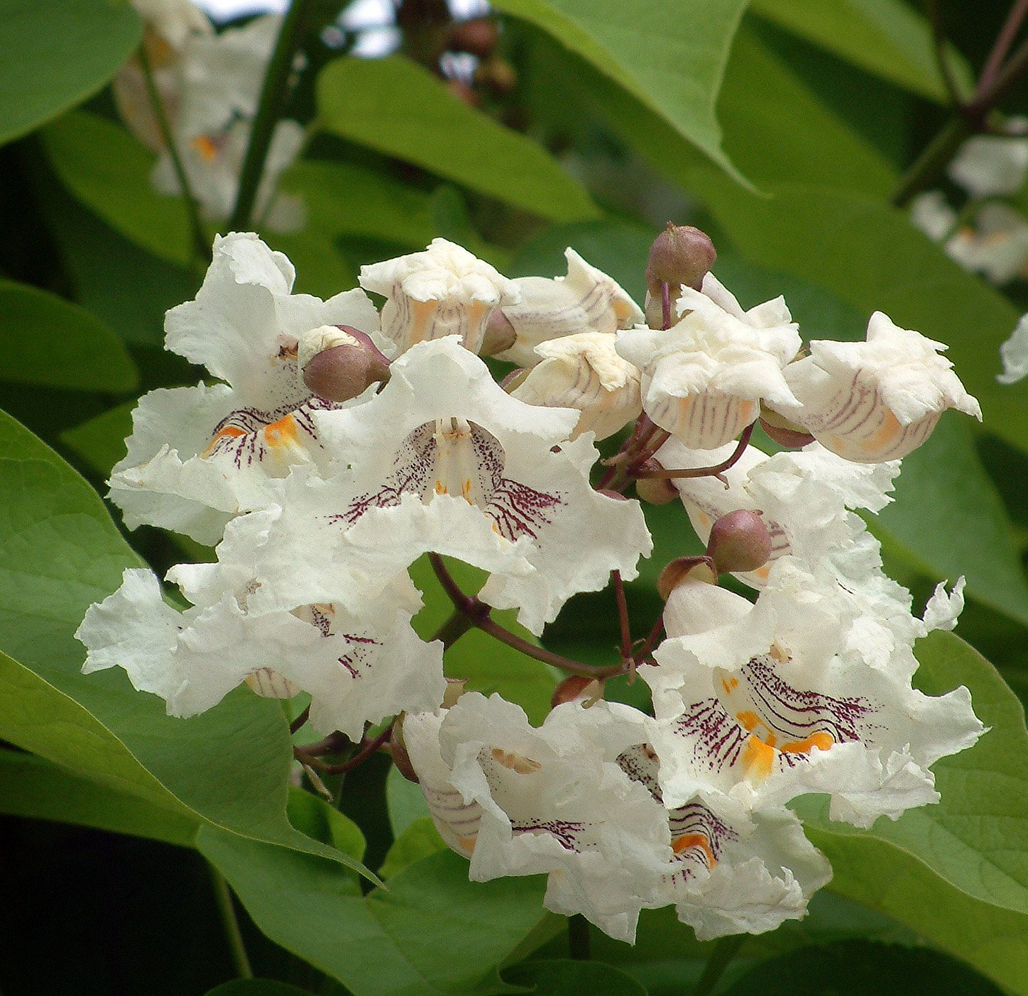 Western Catalpa