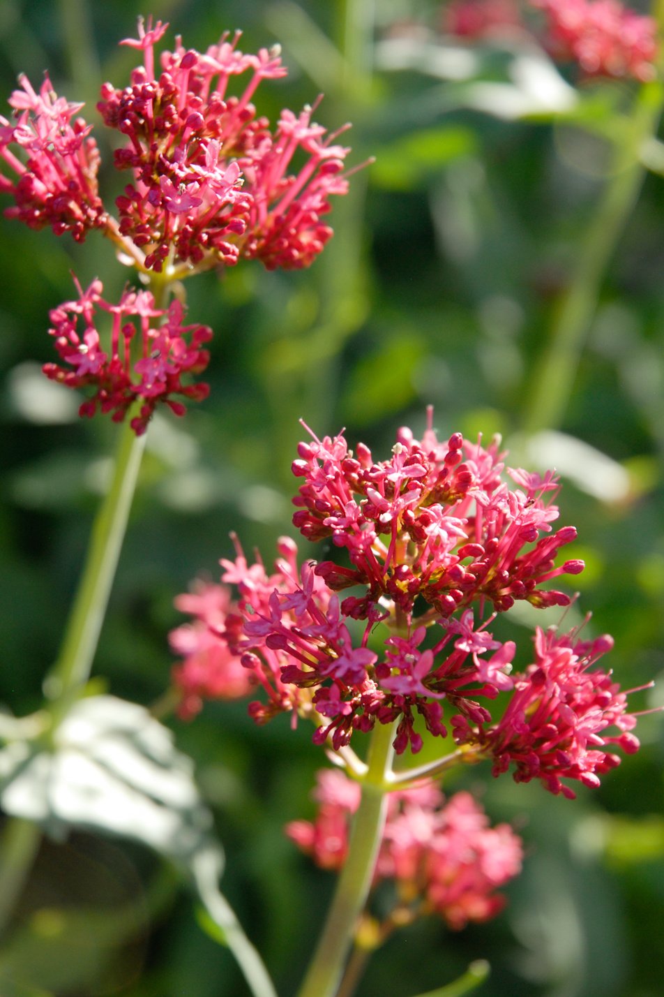 Red Valerian