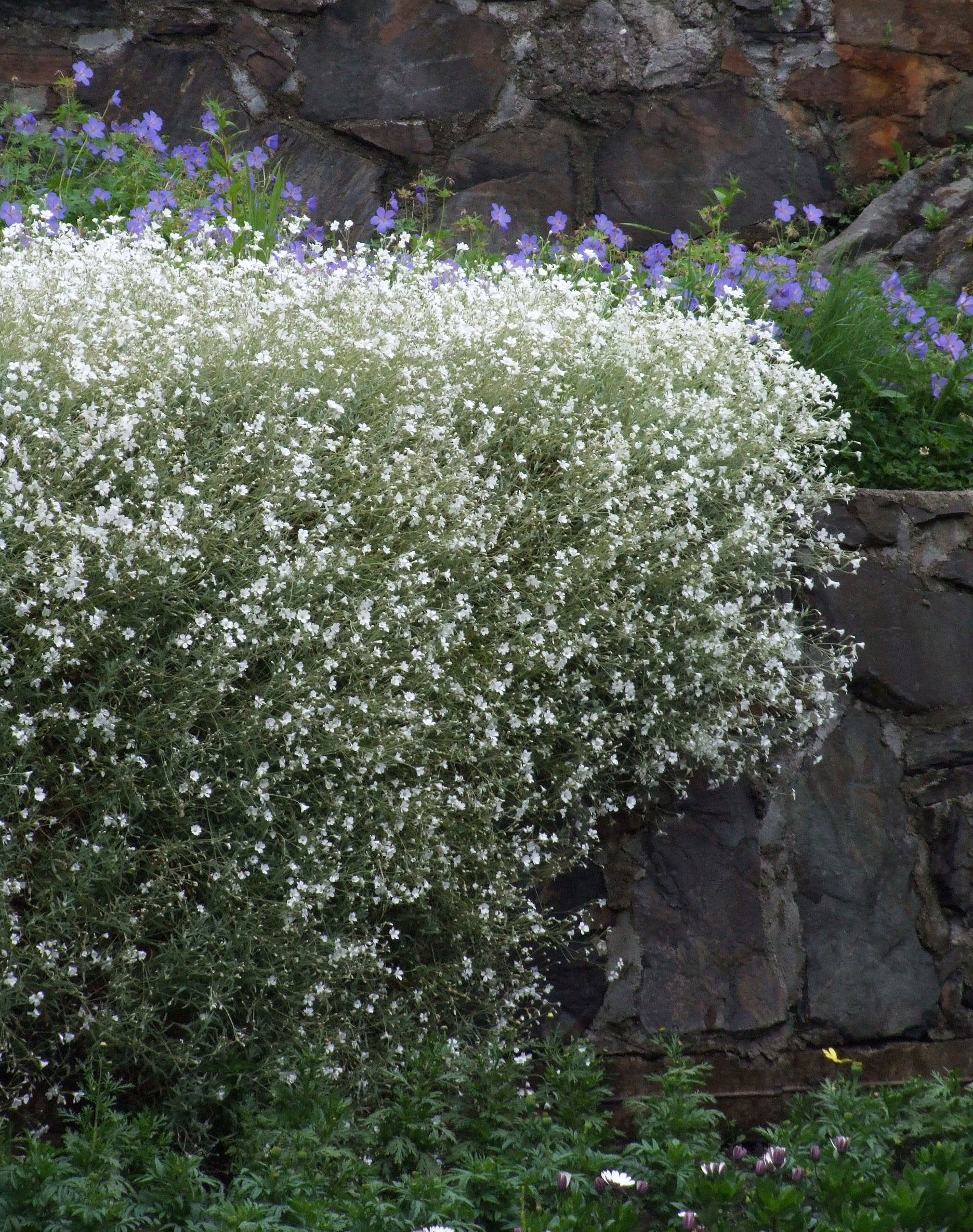 Snow-in-Summer