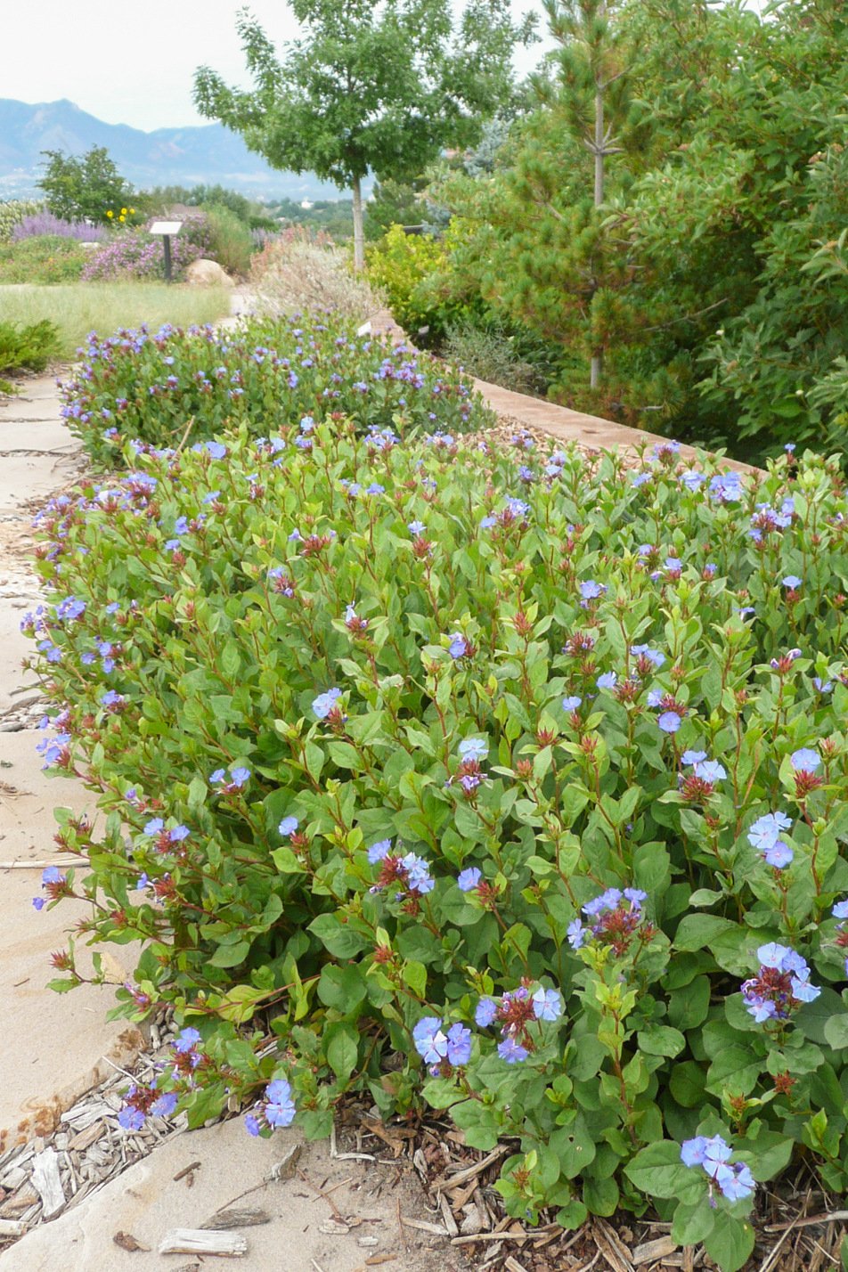 Hardy Plumbago