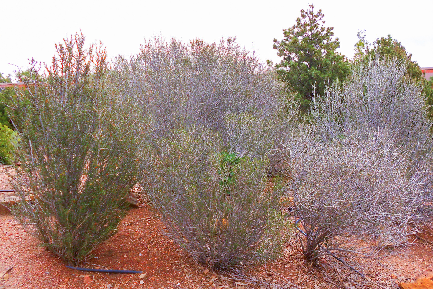 Littleleaf Mountain Mahogany