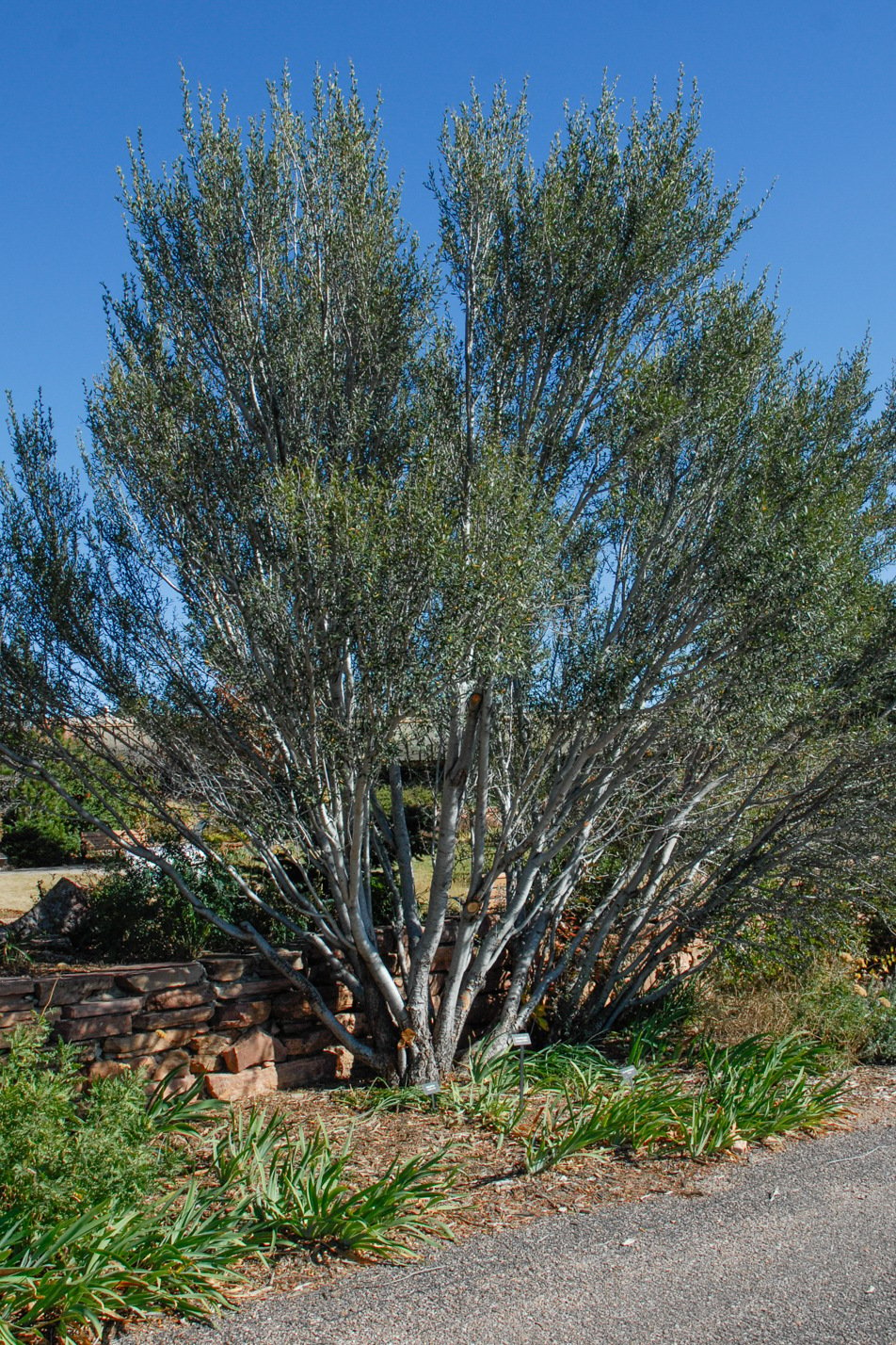 Curl-leaf Mountain Mahogany