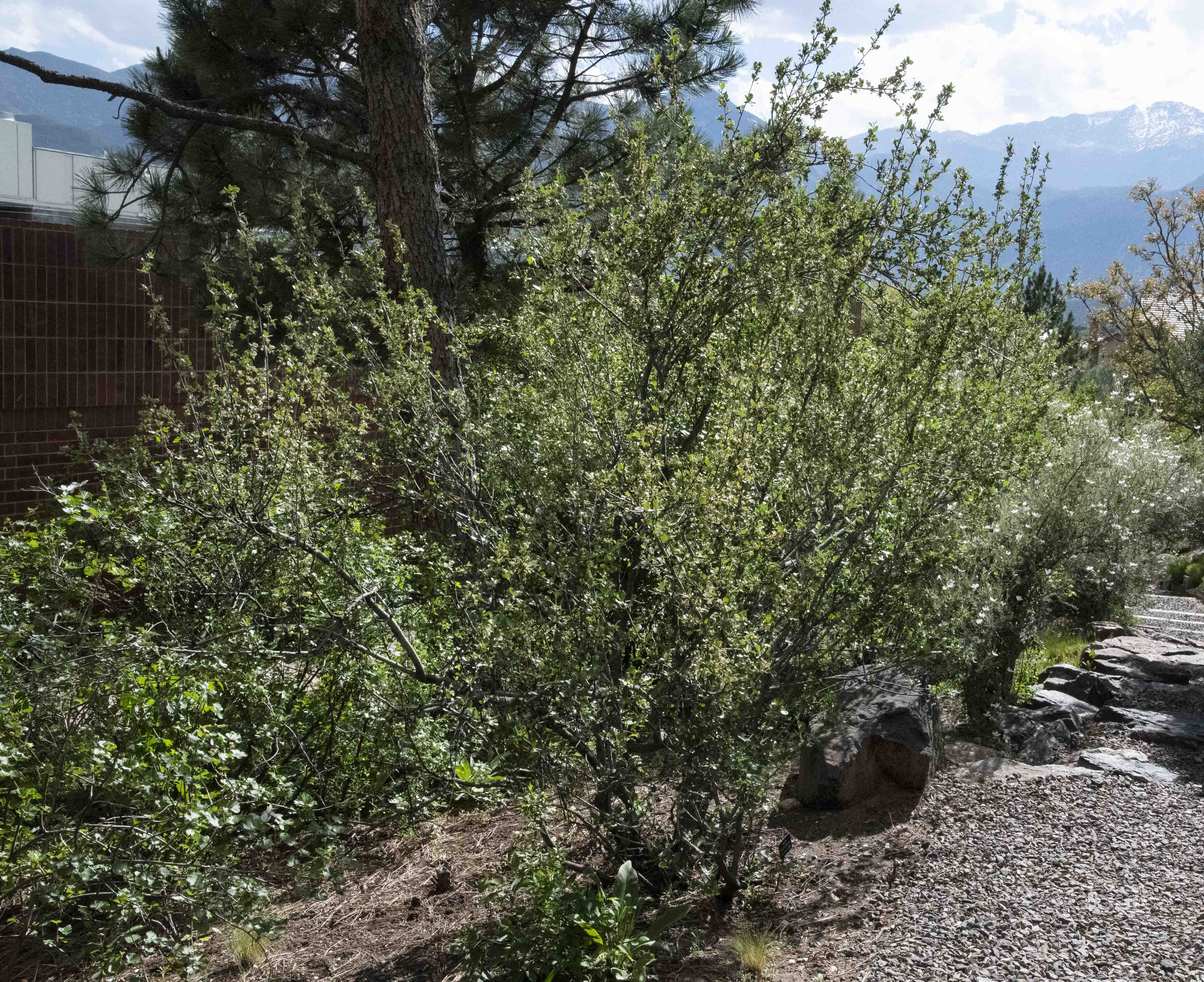 Mountain Mahogany