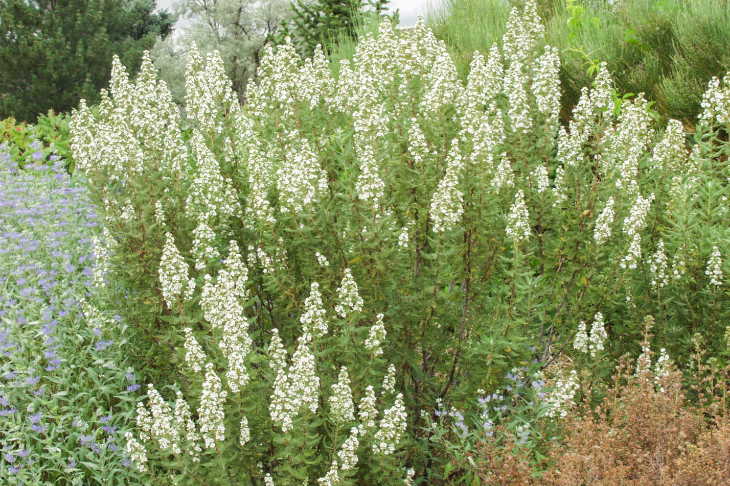 Fernbush