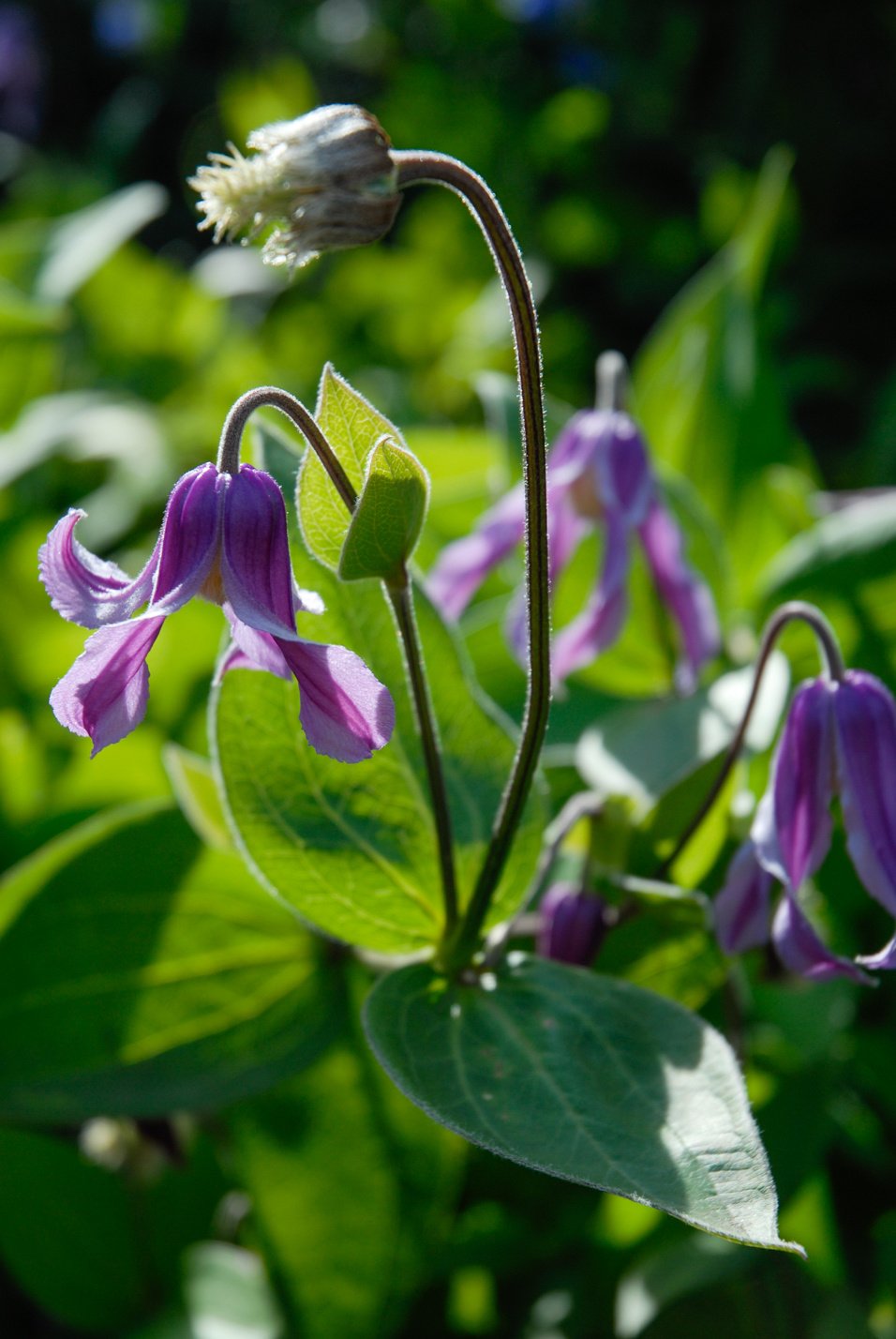 Mongolian Bells Clematis