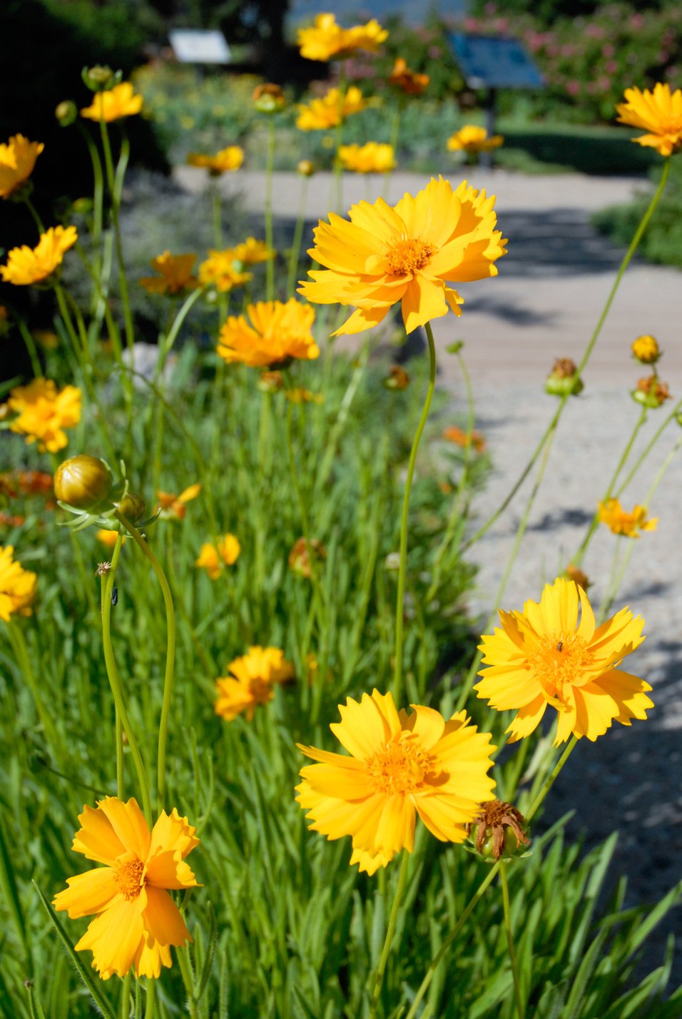 Early Sunrise Coreopsis