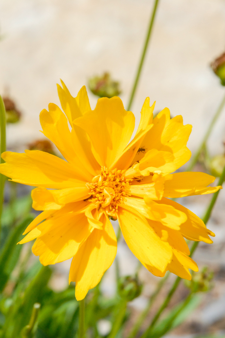 Sunray Coreopsis