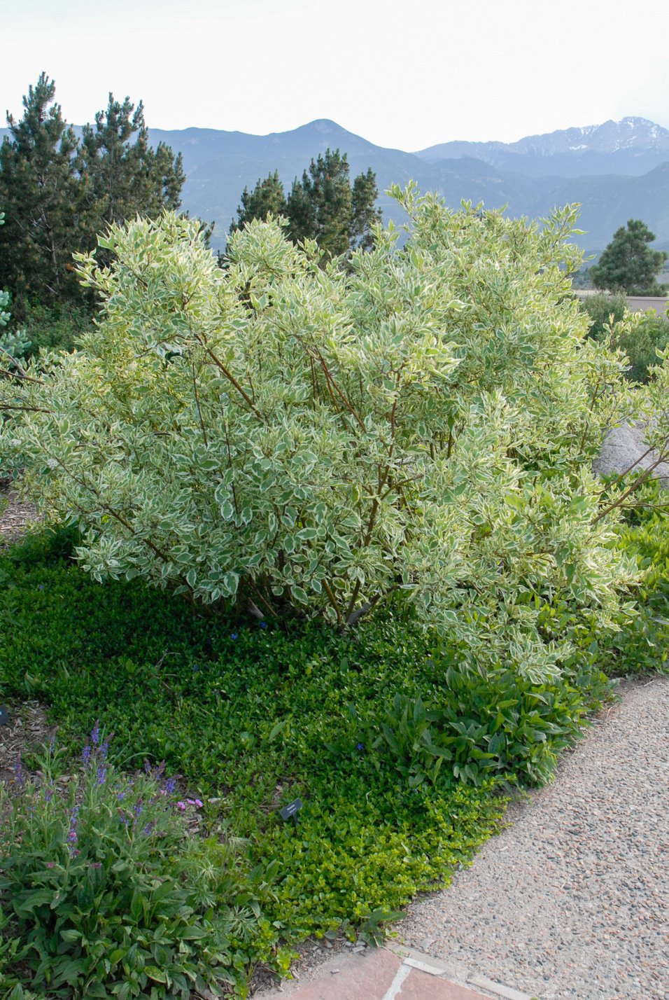 Variegated Dogwood