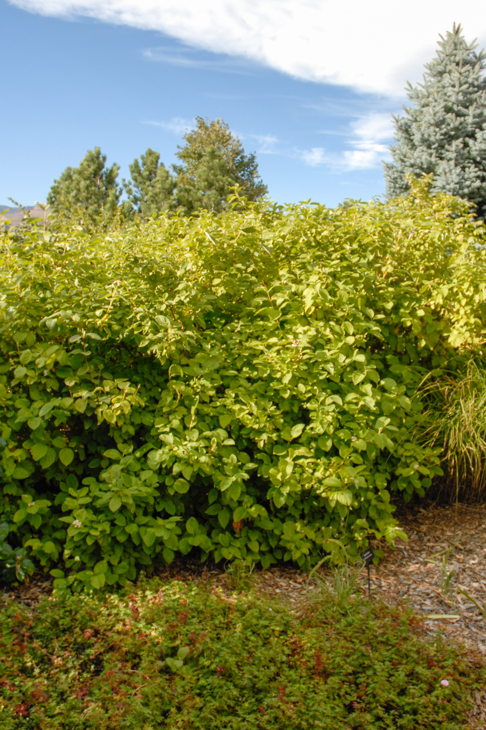 Yellow Twig Dogwood