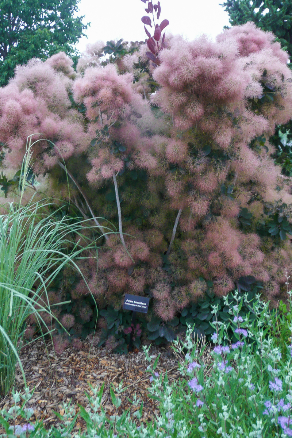 Purple Smoketree