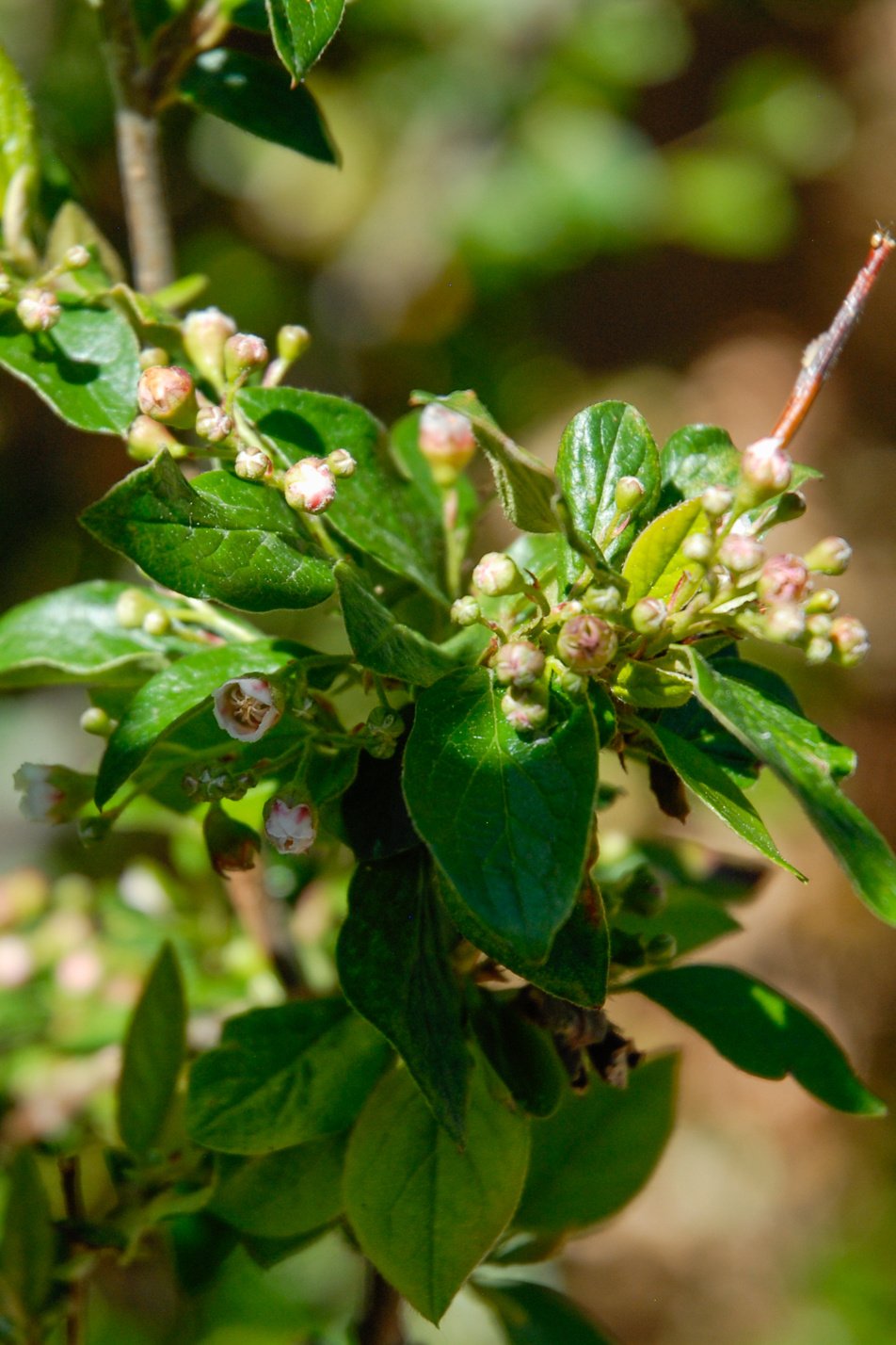 Peking Cotoneaster