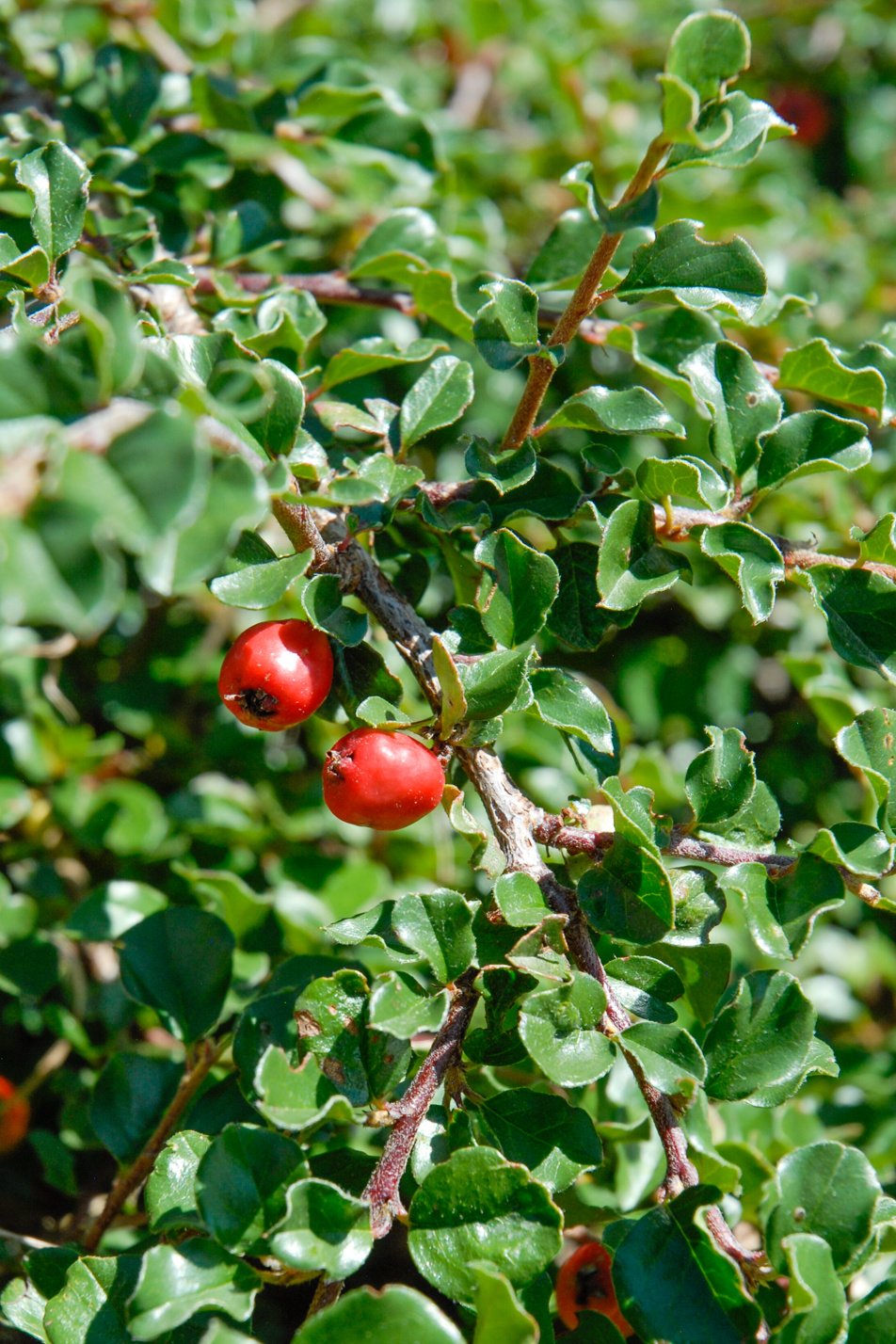 Cranberry Cotoneaster