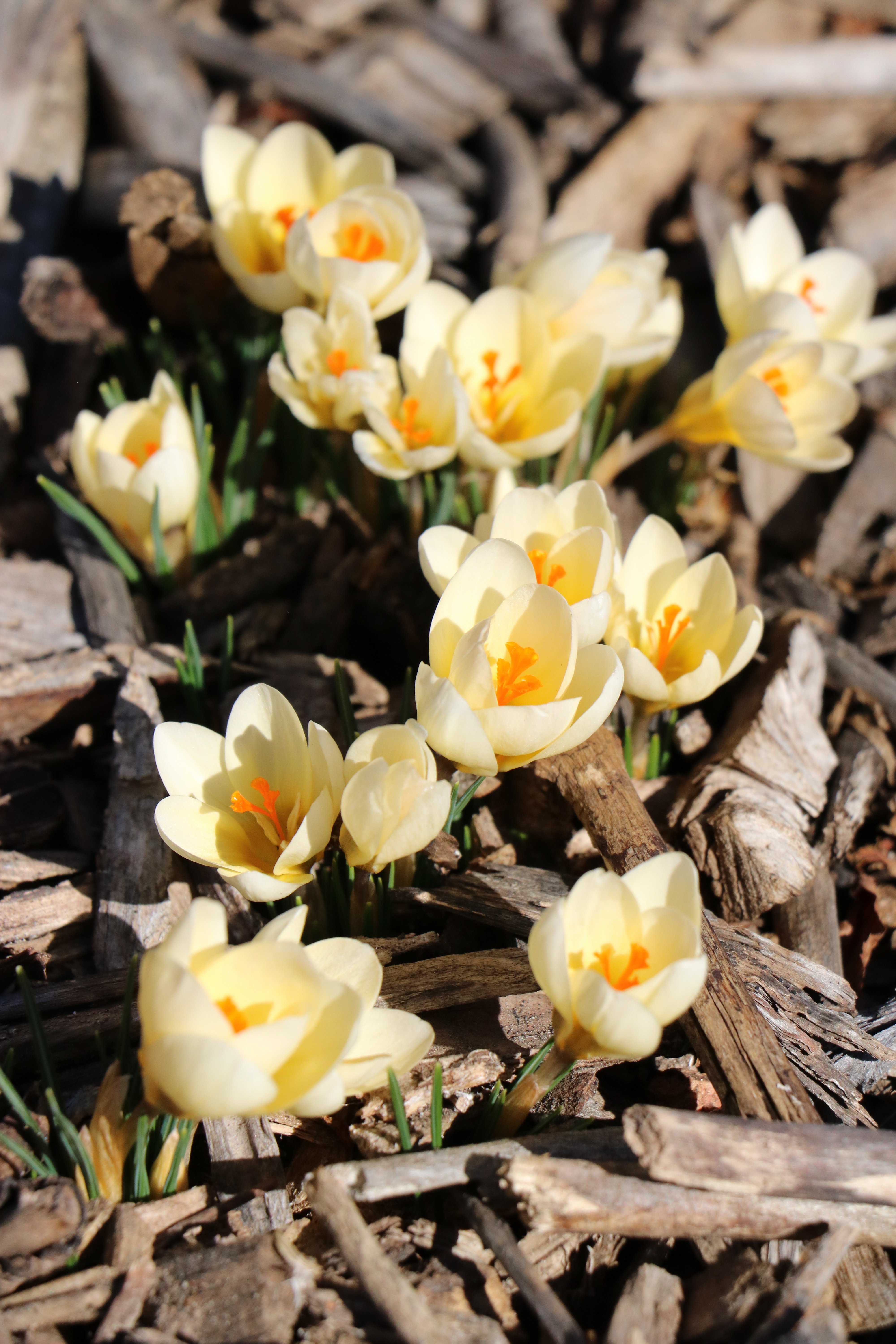 Cream Beauty Snow Crocus