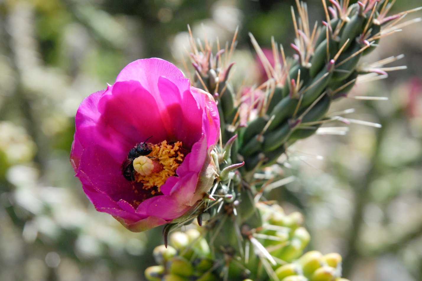 Cholla