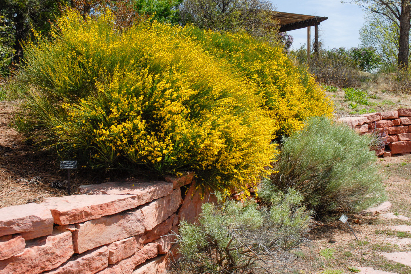 Spanish Gold Broom