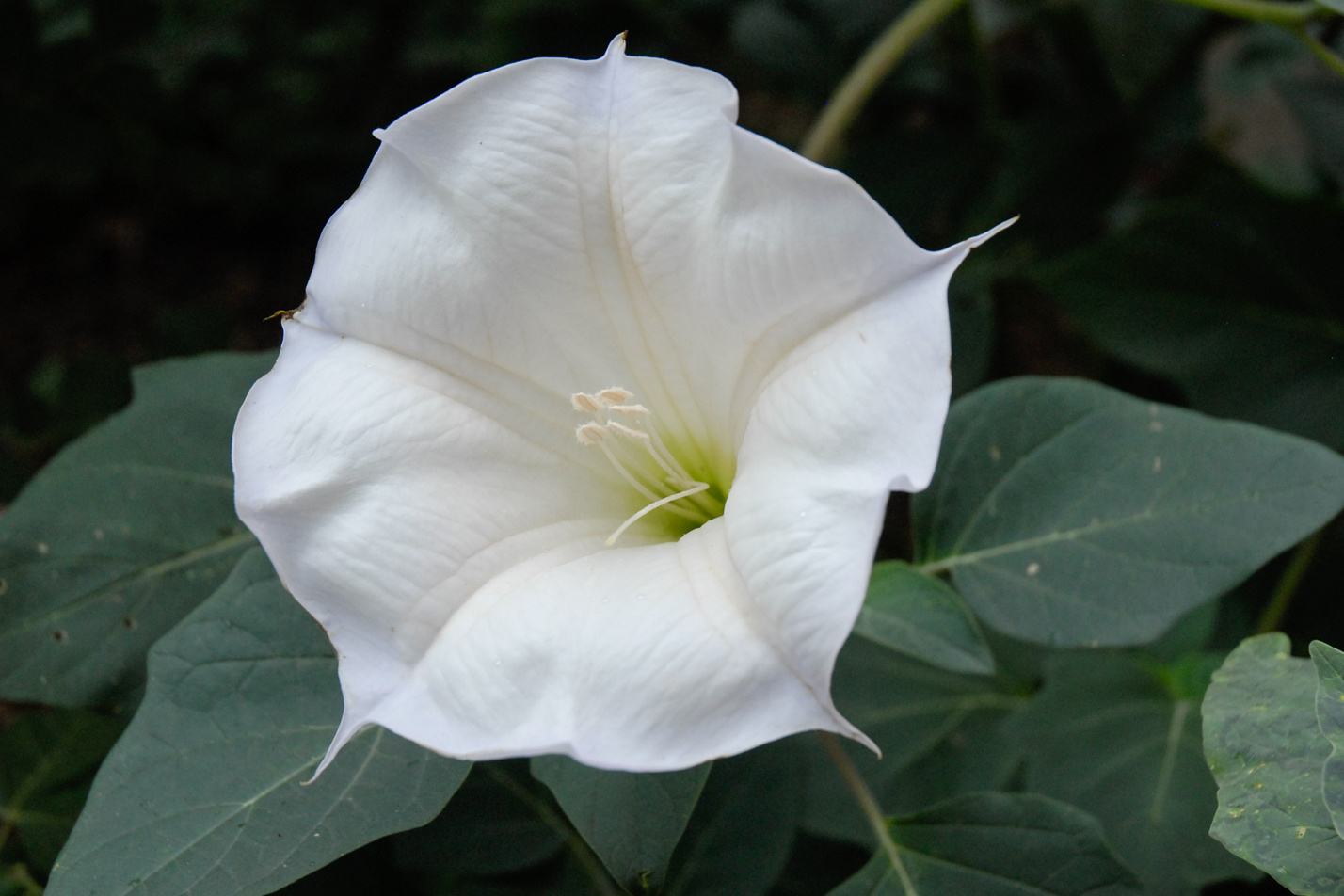 Sacred Datura