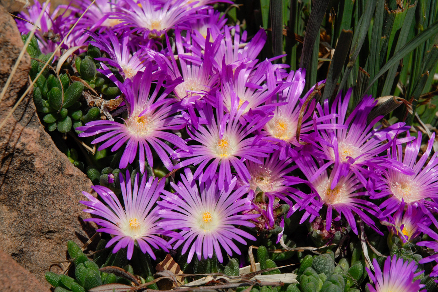 Table Mountain Iceplant