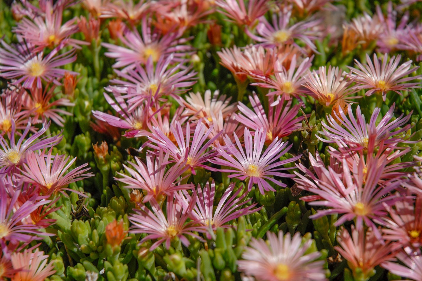 Mesa Verde Iceplant