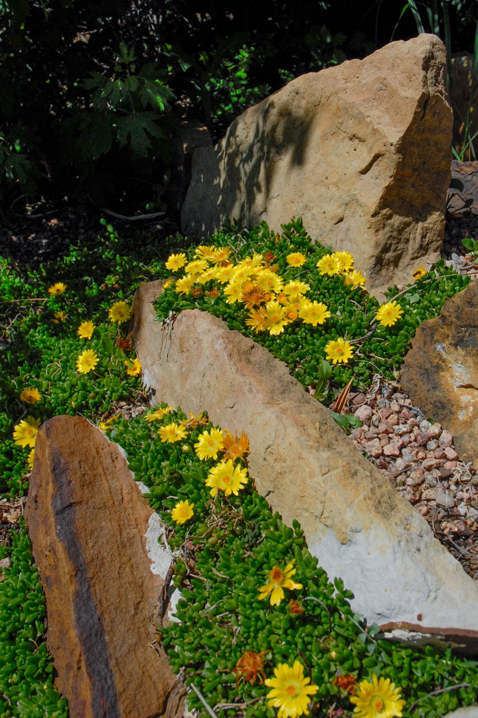 Compact Yellow Iceplant