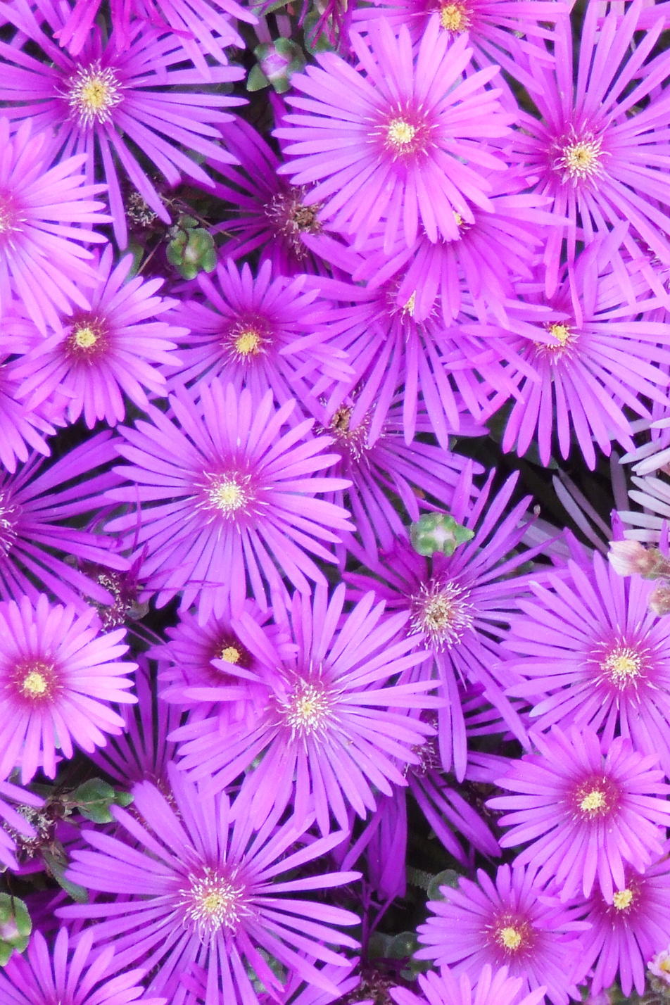 Purple Iceplant