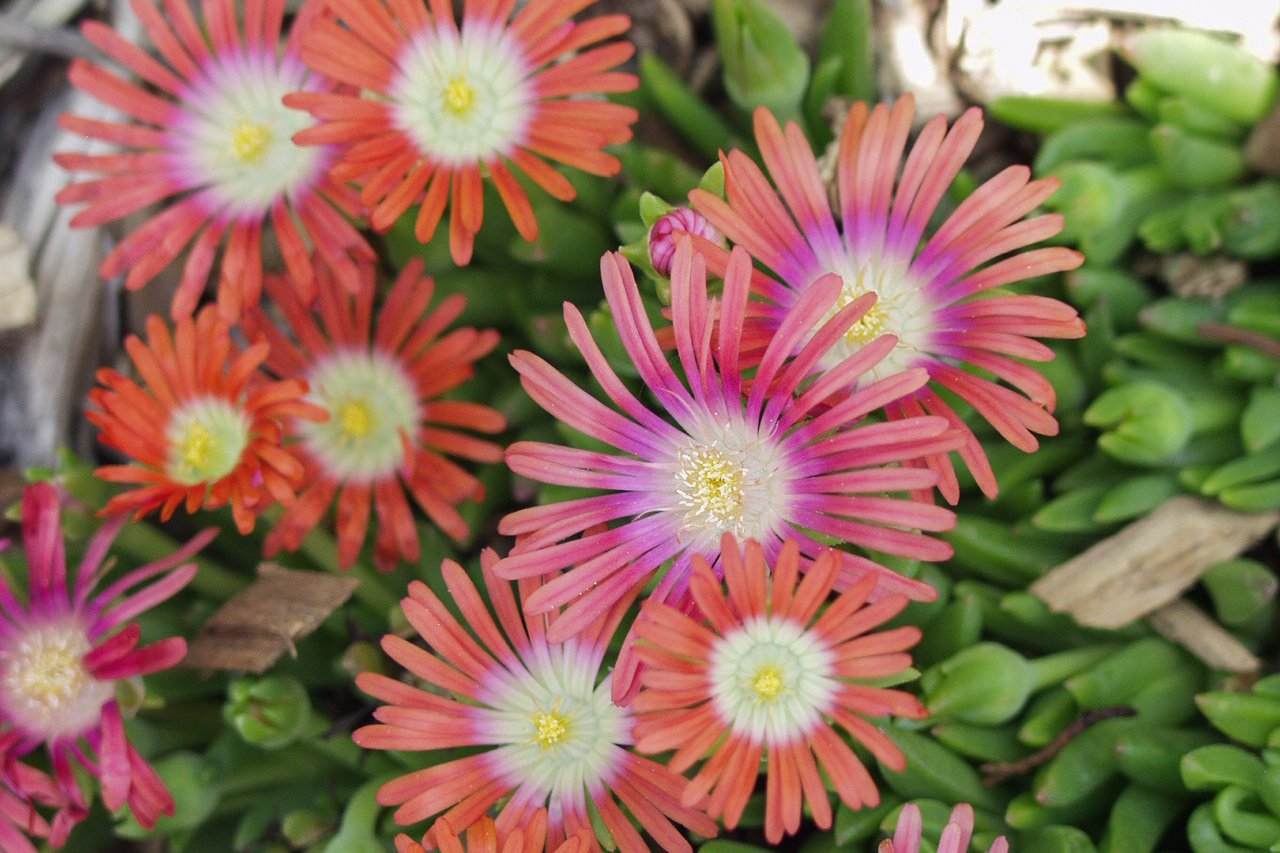 Red Mountain Iceplant