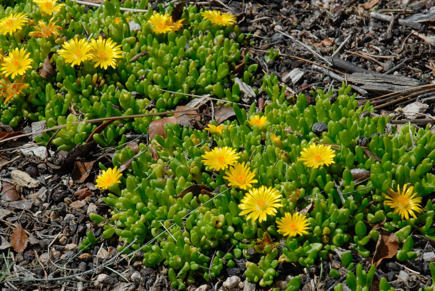 Yellow Iceplant