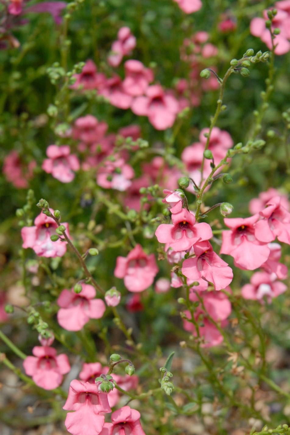 Coral Canyon Twinspur