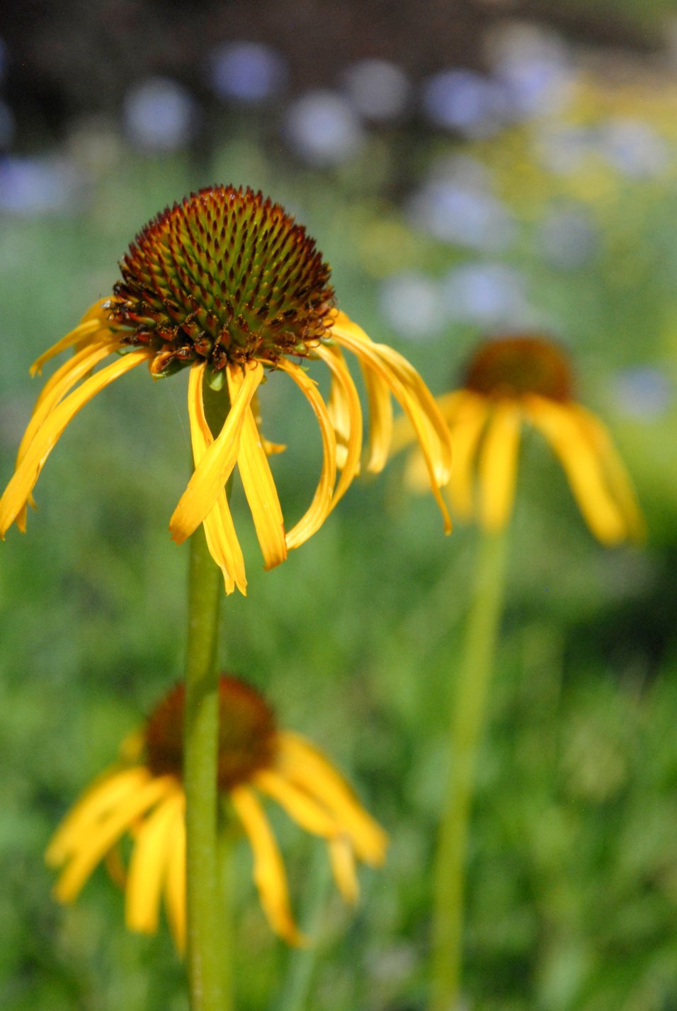 Yellow Coneflower